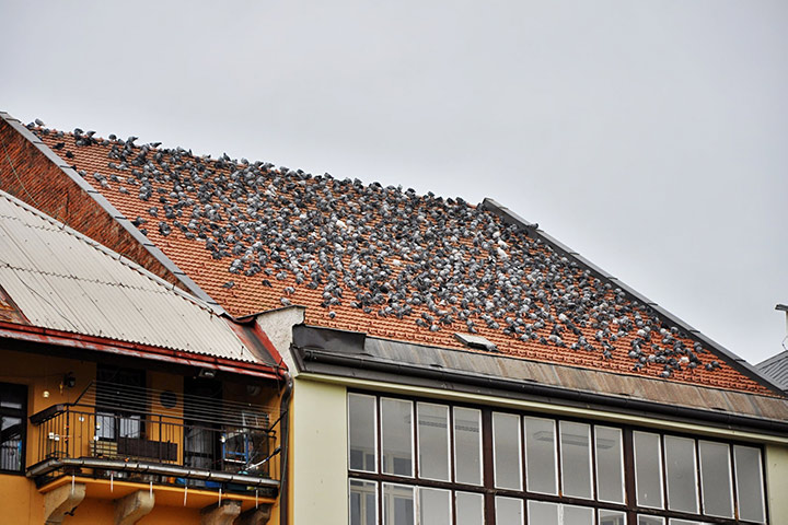 A2B Pest Control are able to install spikes to deter birds from roofs in Blackheath West Midlands. 