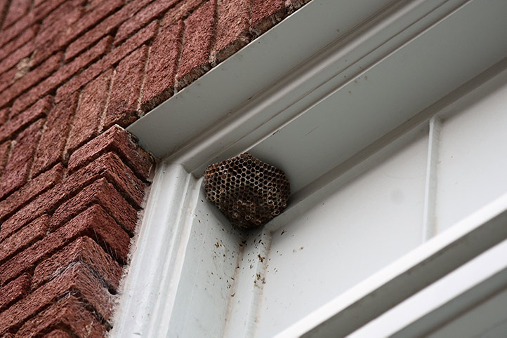 We provide a wasp nest removal service for domestic and commercial properties in Blackheath West Midlands.